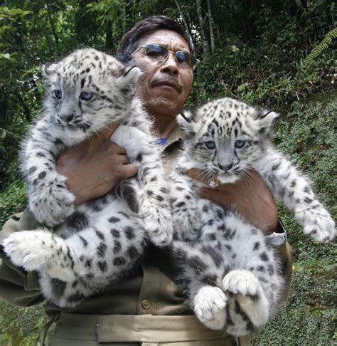 Snow Leopard Cubs The Cutest Baby Animal Ever Photos