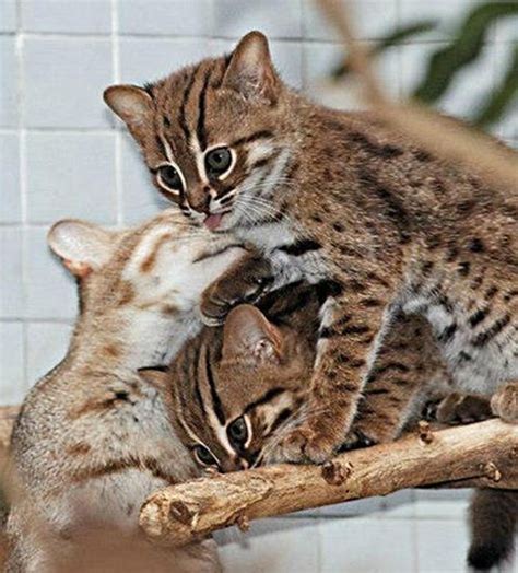 Worlds Smallest Wild Cats Rusty Spotted Cats Make Appearance In