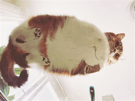 Cats On Glass Tables Look Hilariously Adorable