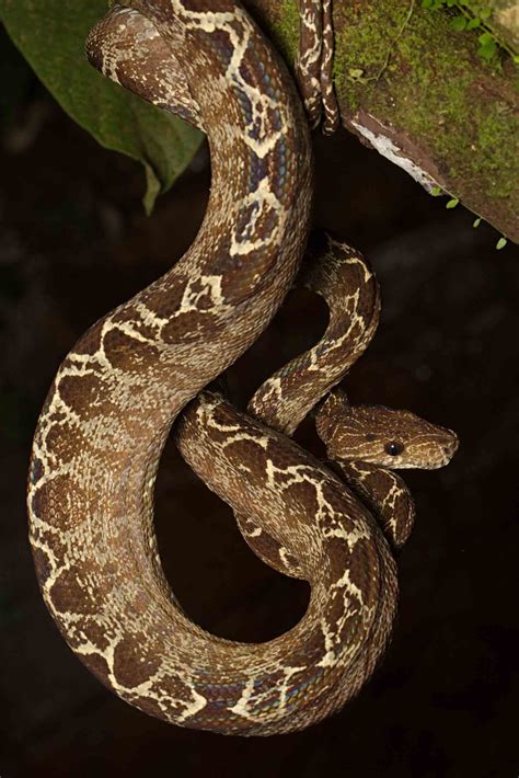 12 Striking Amazon Rainforest Snakes I Heart Brazil