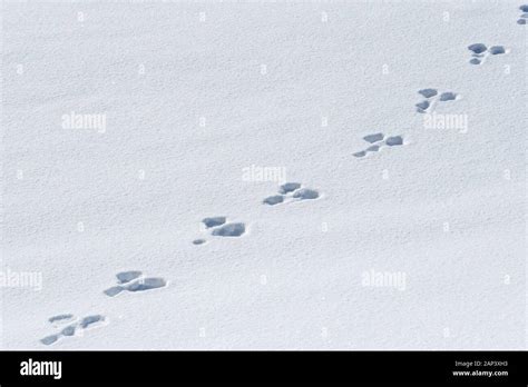 Rabbit Tracks In Snow Wallowa County Oregon Stock Photo Alamy