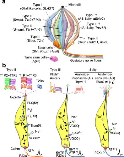 Schematic Representation Of A Taste Bud Taste Cells Taste Nerve