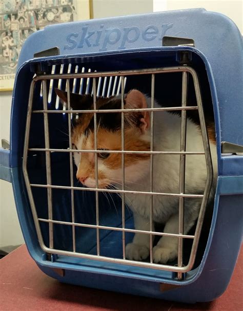 If You Struggle To Get Your Cat Into A Basket Or Crate Then This Video