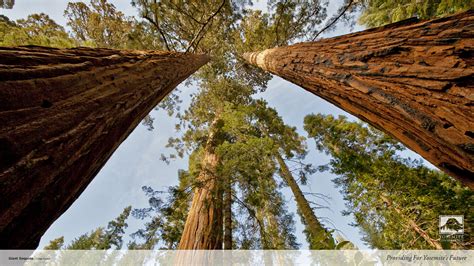 Sequoia National Park Wallpaper 64 Images