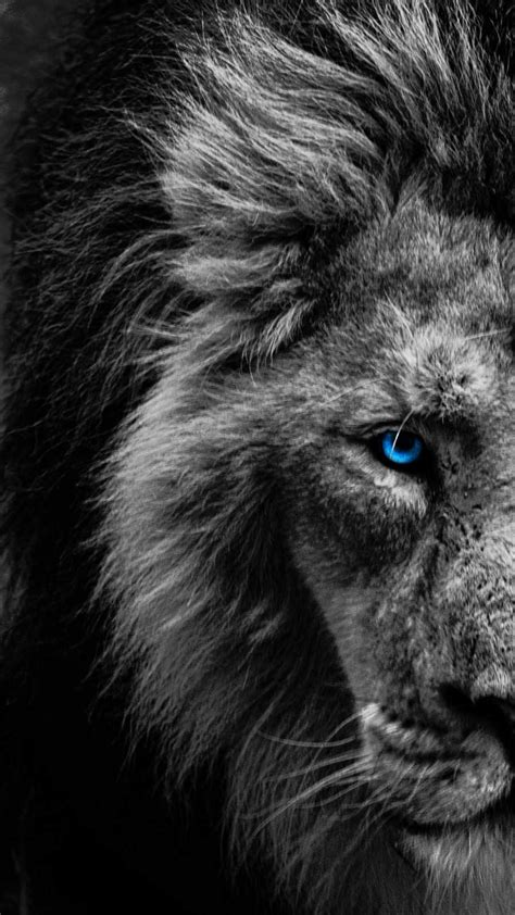 Blue Eye Lion Iphone Wallpaper Iphone Wallpapers
