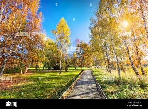 Colorful Trees Hi Res Stock Photography And Images Alamy