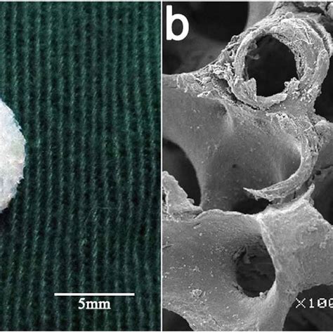 A Representative Macroscopic Images Of Demineralized Cancellous Bone