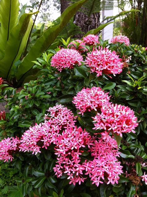 Pink Blooming Ixora Stock Image Image Of Evergreen Plants 37250983