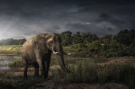 Elephant After A Rain Storm South Africa Elephant Rain Storm Africa