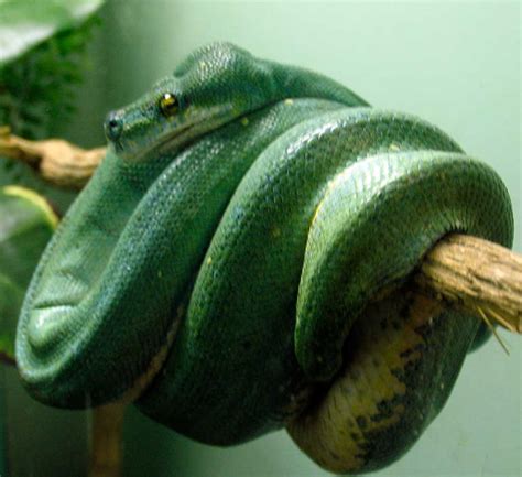 Poppular Photography Green Anaconda At The Louisville Zoo