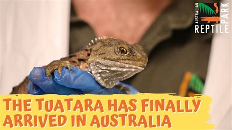 Worlds Most Unique Reptile Finally Arrives In Australia Australian