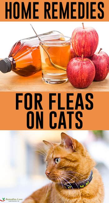 Home Remedies For Fleas On Cats Remedies Lore