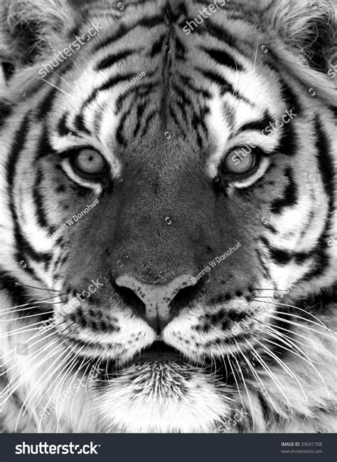 Black White Siberian Tiger Portrait Stock Photo 33691708