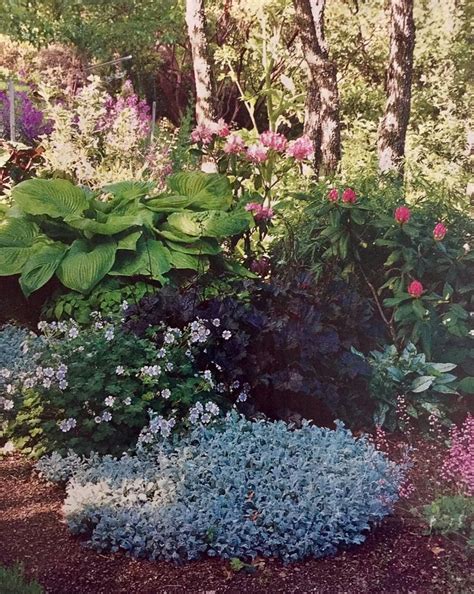 Shade Lovers Geraniums Rhododendrons Hostas Heuchera And Dusty