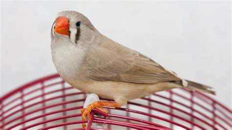 5 Things You Gotta Know About Finches Pet Central By Chewy