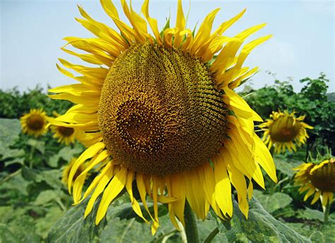 Stock Pictures Sunflower Photos