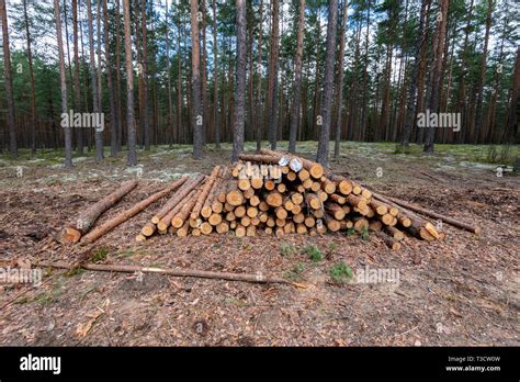 Cut Down Tree Trunks Woodlog In Forest In Piles For Transportation
