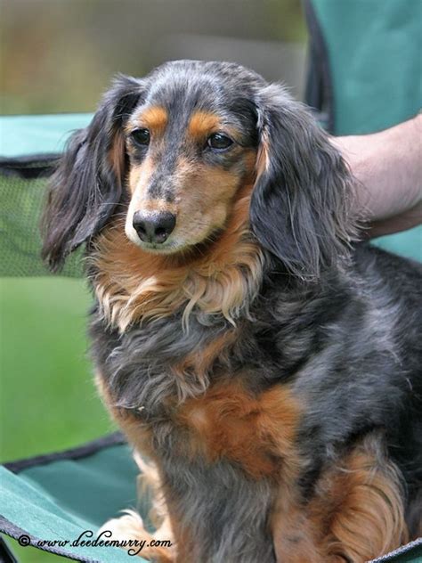 Duarte is a very special little boy! 17 Best images about Long Haired Dachshunds on Pinterest ...