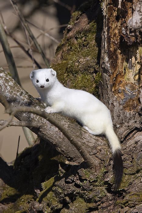 Short Tailed Weasel Mustela Erminea Greeting Card For Sale By Konrad Wothe