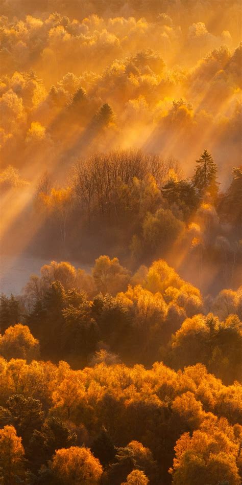 Download Wallpaper 1080x2160 Sun Lights Autumn Trees Nature Honor