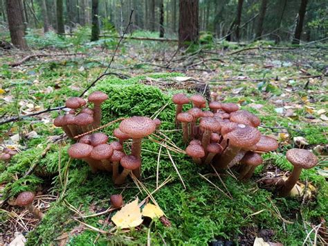 Wild Mushrooms Grow On The Stump Stock Photo Image Of Agaric