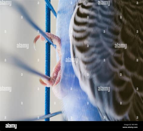 Claws Bird Close Up Hi Res Stock Photography And Images Alamy