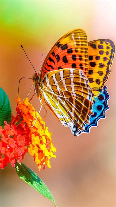 Beautiful Butterfly Iphone Wallpapers Top Hình Ảnh Đẹp