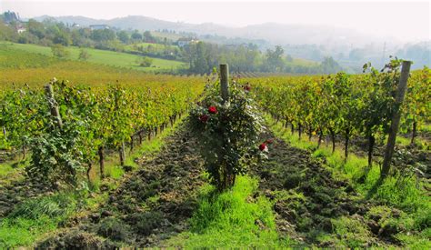 Wine Region In Piedmont Colli Tortonesi Tortona Hills Piedmont Wine