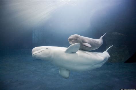 Baby Beluga Whale Kimalu And Her Momma Mauyak Swimming Together