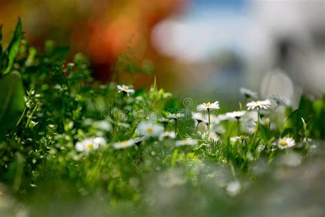 Beautiful Flied With Daisies Flowers Shallow Depth Of Field Stock