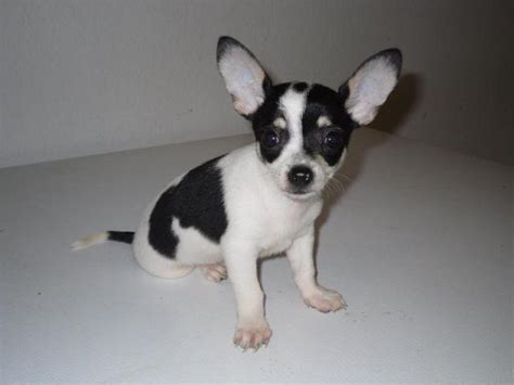 Ckc Small Male Chihuahua Puppy For Sale For Sale In Beaukiss Texas
