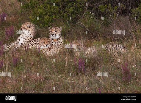 Female Mother Cheetah With Radio Tracking Collar And 4 Cubs Relaxed