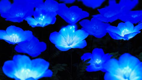 Blue Flowers Glowing Night 4k 8k Wallpaper - Photo #1926 ...