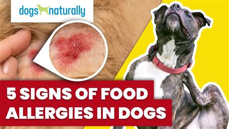 Chicken Allergy In Dogs