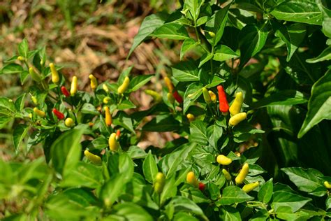 Hawaiian Hot Pepper Capsicum Frutescens Tropical Self Sufficiency