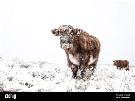 Hardy Highland Cattle And Cows In A Remote Field During Winter When The