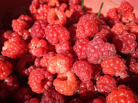 Free Images Raspberry Fruit Berry Summer Food Red Produce