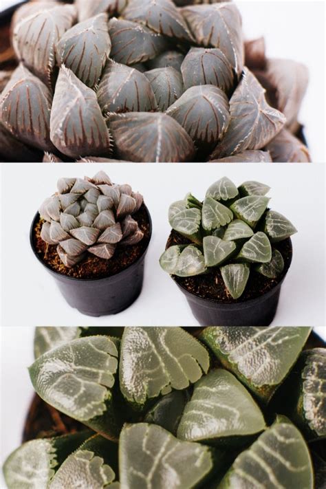 Haworthia Moon And Cooperi Are Small Slow Growing Succulents That Grow