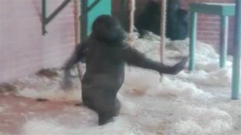 Dancing Gorilla Video From Twycross Zoo Goes Viral Bbc News