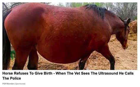 Did A Vet Call Police After A Horse Refused To Give Birth