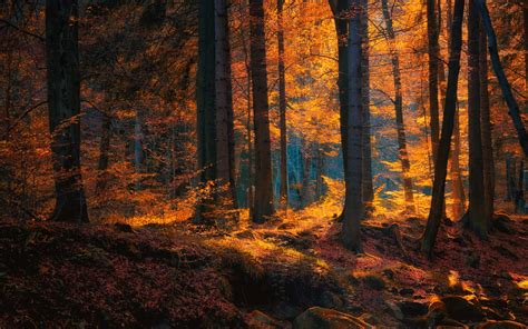 Tapety 1920x1200 Px Podzim Les Krajina Listy Příroda Slunečnímu