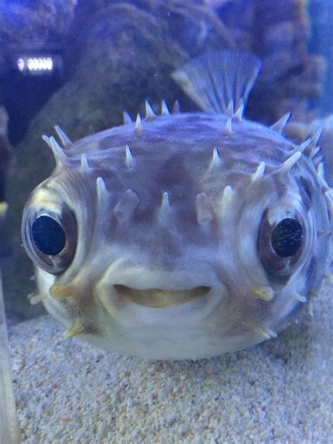 Gallery Of Smiling Adorable Baby Puffer Fish Sea Animals Ocean