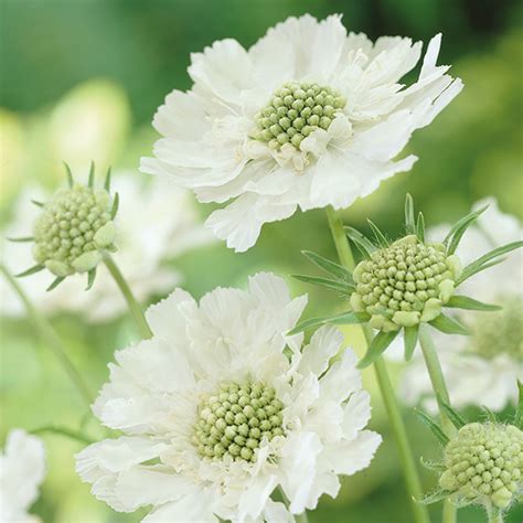 Scabious Perfecta Alba Plants From Woolmans