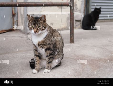 Street Cats Brooklyn New York Stock Photo Alamy