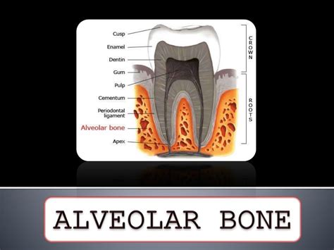 Alveolar Bone