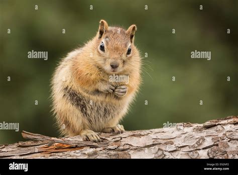 North American Chipmunk Hi Res Stock Photography And Images Alamy