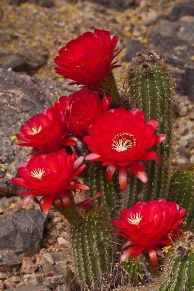 You have really captured the beauty of arizona desert. Trichocereus grandiflorus … | Blooming cactus, Desert ...