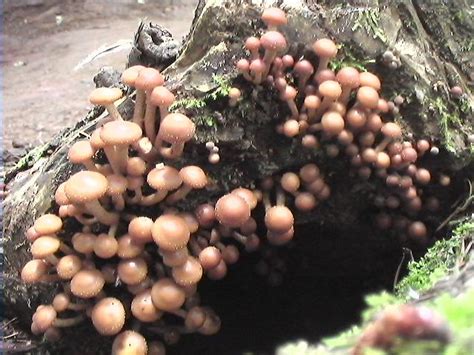 Maple Tree Mushroom Mushroom Hunting And Identification Shroomery