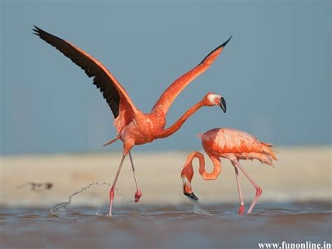 40 Fascinating Pictures Of Pink Flamingo Birds That Youll Enjoy