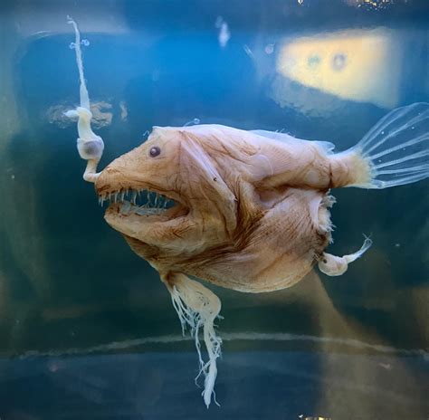 Female Anglerfish With Male Attached Semenretention2